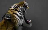 crocs du tigre, grands fauves et animaux sauvages,fonds d&amp;#039;écran, haute résolution et HD