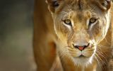 lionne, grands fauves et animaux sauvages,fonds d&amp;#039;écran, haute résolution et HD