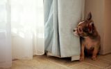 cahcé,fonds d'écran animaux, chien de compagnie, chiots et chiens, HD