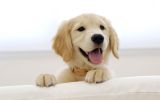 coucouc,fonds d'écran animaux, chien de compagnie, chiots et chiens, HD