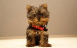yorkshire,fonds d'écran animaux, chien de compagnie, chiots et chiens, HD