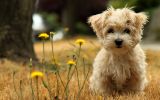 bijou, fonds d'écran animaux, chien de compagnie, chiots et chiens, HD