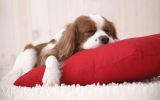 je dors, fonds d'écran animaux, chien de compagnie, chiots et chiens, HD
