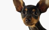 oreilles, fonds d'écran animaux, chien de compagnie, chiots et chiens, HD