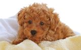 peluche, fonds d'écran animaux, chien de compagnie, chiots et chiens, HD