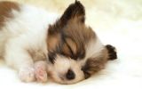 sommeil, fonds d'écran animaux, chien de compagnie, chiots et chiens, HD