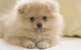 poils, fonds d'écran animaux, chien de compagnie, chiots et chiens, HD
