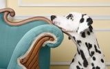 taches, fonds d'écran animaux, chien de compagnie, chiots et chiens, HD