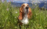 garde, fonds d'écran animaux, chien de compagnie, chiots et chiens, HD