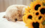 fleurs, fonds d'écran animaux, chien de compagnie, chiots et chiens, HD