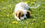 herbe, fonds d'écran animaux, chien de compagnie, chiots et chiens, HD