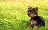 jouer, fonds d'écran animaux, chien de compagnie, chiots et chiens, HD