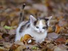 feuilles, fonds d'écran animaux, chats et chatons, animaux de compagnie