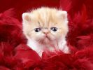 carte, fonds d'écran animaux, chats et chatons, animaux de compagnie