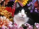 mitsy,fonds d'écran animaux, chats et chatons, animaux de compagnie