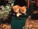 couple, fonds d'écran animaux, chats et chatons, animaux de compagnie