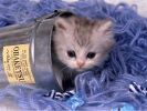 bleu, fonds d'écran animaux, chats et chatons, animaux de compagnie