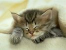 dormir, fonds d'écran animaux, chats et chatons, animaux de compagnie