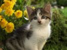 dans les fleurs, fonds d'écran animaux, chats et chatons, animaux de compagnie