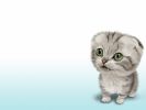 sysnthèse, fonds d'écran animaux, chats et chatons, animaux de compagnie