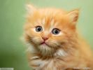 gros paln, fonds d'écran animaux, chats et chatons, animaux de compagnie