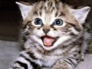 yes, fonds d'écran animaux, chats et chatons, animaux de compagnie