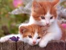 roux, fonds d'écran animaux, chats et chatons, animaux de compagnie