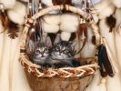 panier, fonds d'écran animaux, chats et chatons, animaux de compagnie