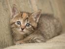 canapé, fonds d'écran animaux, chats et chatons, animaux de compagnie