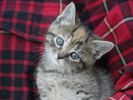 pose, fonds d'écran animaux, chats et chatons, animaux de compagnie