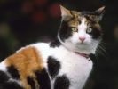taches, fonds d'écran animaux, chats et chatons, animaux de compagnie
