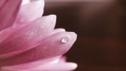 goutte d'eau, belles fleurs, la flore en fond d'écran