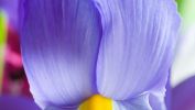 gros plan, belles fleurs, la flore en fond d'écran