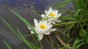 deux nénuphars, belles fleurs, la flore en fond d'écran