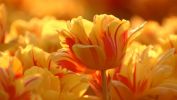 tulipe jaune, belles fleurs, la flore en fond d'écran