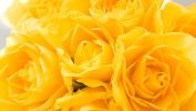 roses jaunes, belles fleurs, la flore en fond d'écran