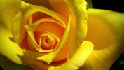 rose jaune, belles fleurs, la flore en fond d'écran
