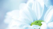 marguerite, belles fleurs, la flore en fond d'écran