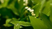 muguet, belles fleurs, la flore en fond d'écran
