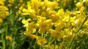 jonquilles, belles fleurs, la flore en fond d'écran