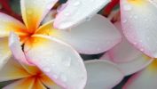 macro photo, belles fleurs, la flore en fond d'écran