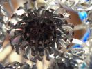 fleur noire: fonds d'écran,reflet métal
