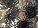 quatre fleurs: fonds d'écran,reflet métal