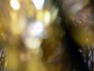 fond doré: fonds d'écran,reflet métal