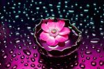 anemone_categorie-fleurs_fonds-ecran_telecharger_03