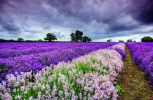lavande_categorie-fleurs_fonds-ecran_telecharger_06