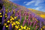 lupins_categorie-fleurs_fonds-ecran_telecharger_08