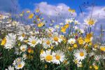 marguerites_categorie-fleurs_fonds-ecran_telecharger_04