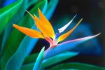 oiseau-de-paradis_categorie-fleurs_fonds-ecran_telecharger_07