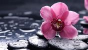 orchidee_categorie-fleurs_fonds-ecran_telecharger_05